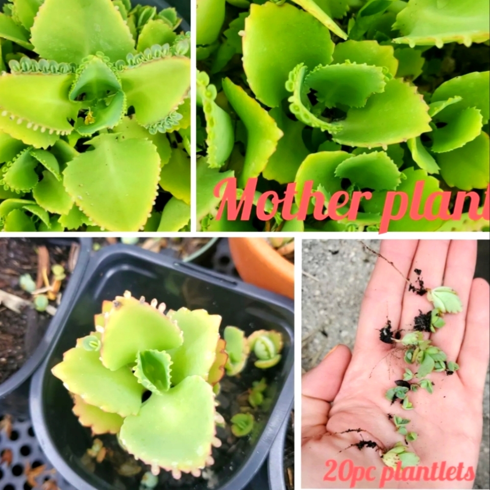 Mother of Thousands Kalanchoe Mini Plantlets Lot of 20